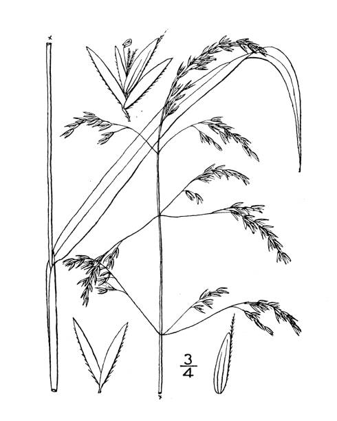 ilustrações, clipart, desenhos animados e ícones de ilustração antiga da planta botânica: cinna latifolia, esbelto de madeira de capim-jun - reedgrass