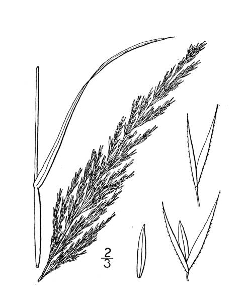 Antique botany plant illustration: Agrostis exarata, rough leaved bent-grass Antique botany plant illustration: Agrostis exarata, rough leaved bent-grass agrostis stock illustrations