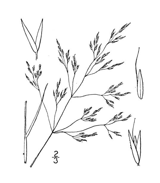 Antique botany plant illustration: Agrostis rubra, red bent-grass Antique botany plant illustration: Agrostis rubra, red bent-grass agrostis stock illustrations