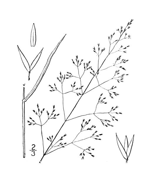 Antique botany plant illustration: Agrostis perennans, thin-grass Antique botany plant illustration: Agrostis perennans, thin-grass agrostis stock illustrations
