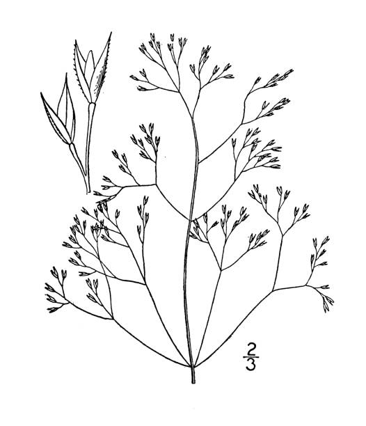 Antique botany plant illustration: Agrostis novae-angliae, New England bent-grass Antique botany plant illustration: Agrostis novae-angliae, New England bent-grass agrostis stock illustrations
