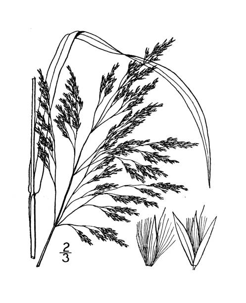 ilustrações, clipart, desenhos animados e ícones de ilustração antiga da planta botânica: calamagrostis macouniana, macoun's reed-grass - reedgrass