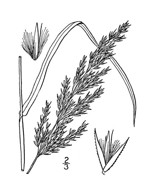 ilustrações, clipart, desenhos animados e ícones de ilustração antiga da planta botânica: calamagrostis langsdorfii, a grama de palheta de langsdorf - reedgrass