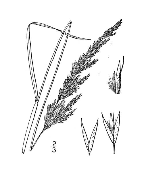 ilustrações, clipart, desenhos animados e ícones de ilustração antiga da planta botânica: calamagrostis porteri, capim-cana de porter - reedgrass