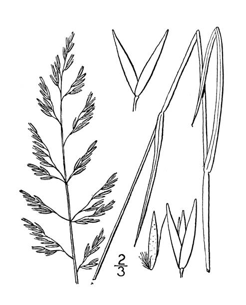 ilustrações, clipart, desenhos animados e ícones de ilustração antiga da planta botânica: calamagrostis breviseta, capim-cana de pickering - reedgrass