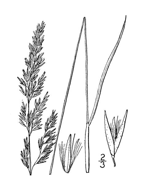ilustrações, clipart, desenhos animados e ícones de ilustração antiga da planta botânica: calamagrostis confini, bog reed-grass - reedgrass