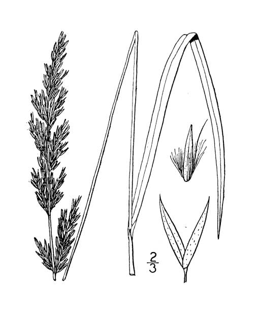 ilustrações, clipart, desenhos animados e ícones de ilustração antiga da planta botânica: calamagrostis neglecta, grama de palhetas estreita - reedgrass
