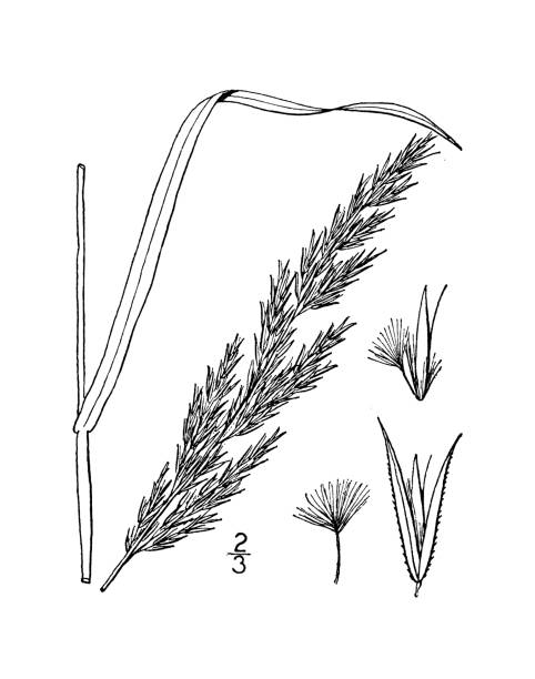 ilustrações, clipart, desenhos animados e ícones de ilustração antiga da planta botânica: cinnoides calamagrostis, palheta de nuttall - reedgrass