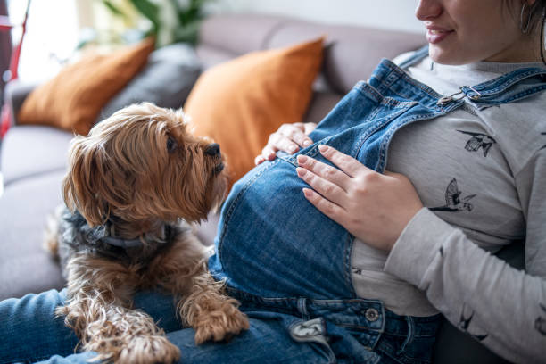 istock Terrier dog relaxing with pregnant owner on the sofa. 1393822162