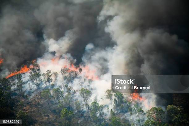 Forest Fire In The Brazilian Amazon Stock Photo - Download Image Now - Forest Fire, Amazon Region, Fire - Natural Phenomenon