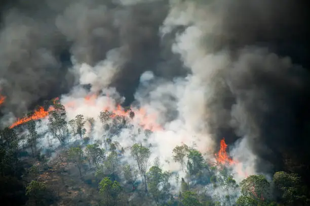 Flames and smoke curtain of a forest fire in the Brazilian Amazon.
