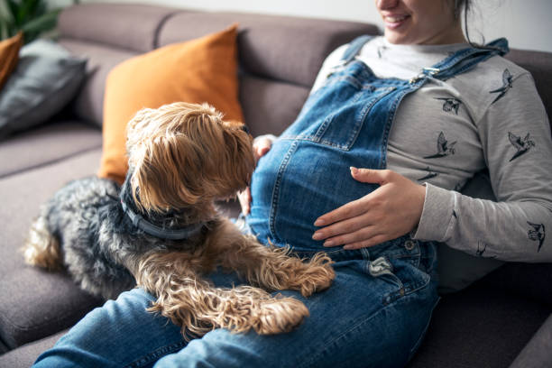istock Terrier dog relaxing with pregnant owner on the sofa. 1393822310