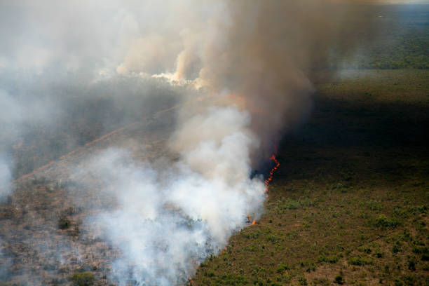 istock Forest fire in the Brazilian amazon 1393822364