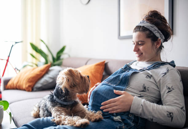 Young pregnant woman sitting on sofa and relaxing at home with dog. stock photo