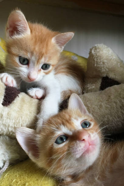 istock Two baby orange tabby kitten are playing and looking and smile 1393827421