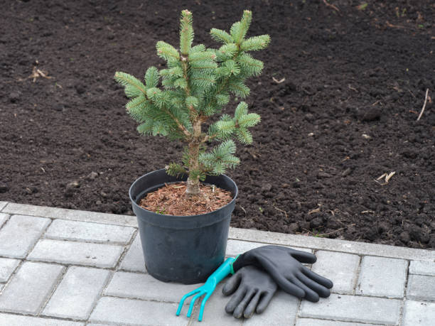 istock A pot with an Abies lasiocarpa compacta ready to be planted into the ground 1393828649