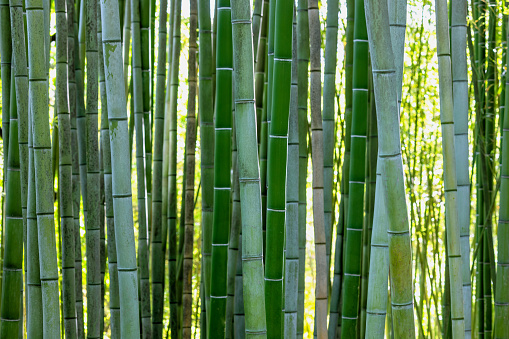 Bamboo texture