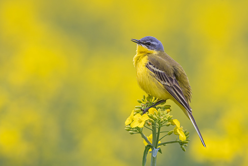 Male western yellow wagtail (Motacilla flava) singing in a flowering rapeseed field.