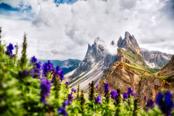 istock Mountains with lavender flowers in summer 1393829115