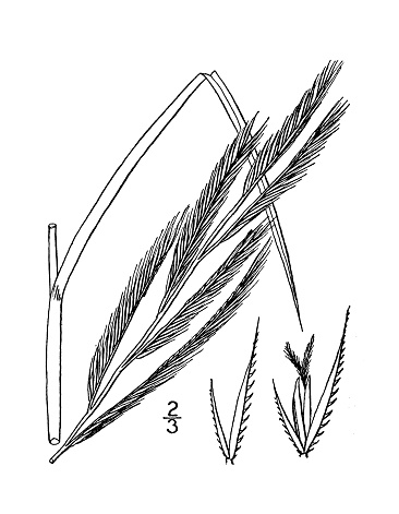 Antique botany plant illustration: Spartina cynosuroides, Tall Marsh grass