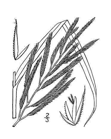 Antique botany plant illustration: Spartina polystachya, Salt reed-grass