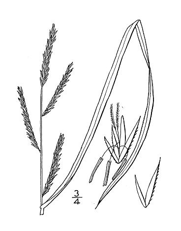 Antique botany plant illustration: Spartina stricta, smooth marsh-grass