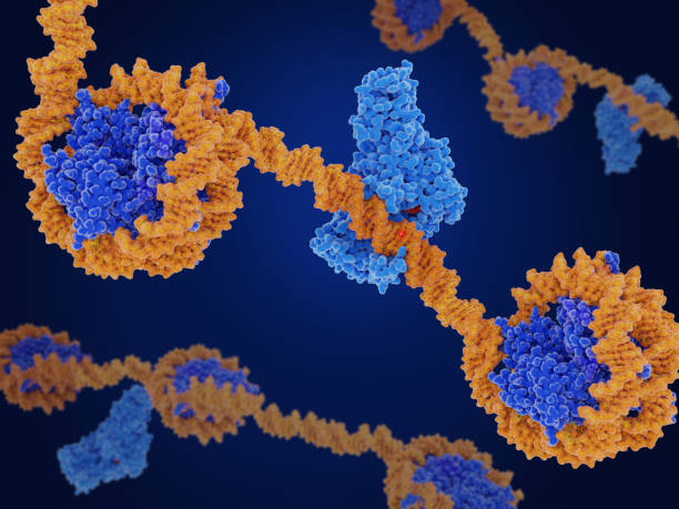 istock Epigenetics: DNA methylation by the DNA methyl transferase I (DMNT1) 1393830512