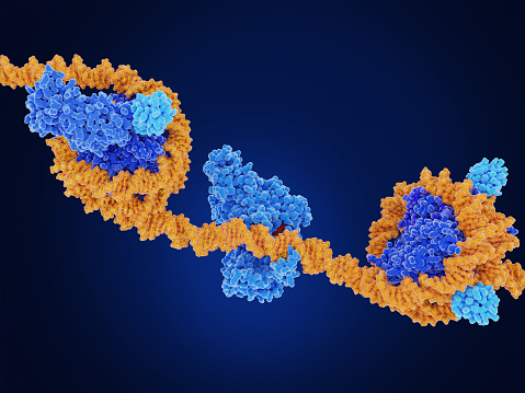 DOT1L methylates a ubiquitinated nucleosome with the DNA methyl transferase I (mid) transfers a methyl group from S-adenosyl methionine (red) mostly to cytosine bases of the human DNA.  Two ubiquitin molecules (light blue, right) binding to a nucleosome. Source: PDB entry 6NOG, 3PT6, 7XD0DOT!