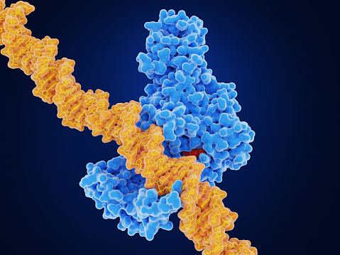 DNA methylation is the main epigenetic modfication of DNA. Methylation can change the activity of a DNA segment. The DNA methyl transferase I (light blue) transfers a methyl group from S-adenosyl methionine  (red) mostly to cytosine bases of the human DNA. Source: PDB entry 3pt6