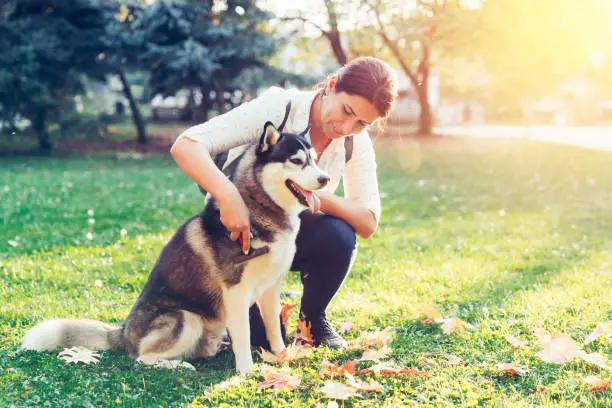 Photo of Pampered siberian husky