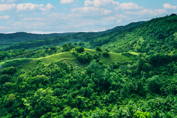 top aerial view over green jungle landscape - nature grass bush forest imagens e fotografias de stock