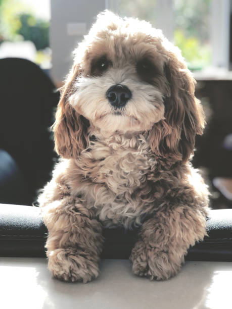 Adorable Eleven Month Old Cockapoo stock photo