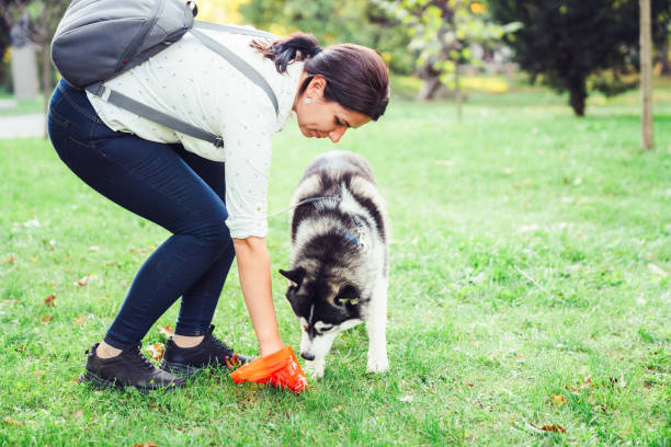 Responsible woman cleaning after her dog stock photo