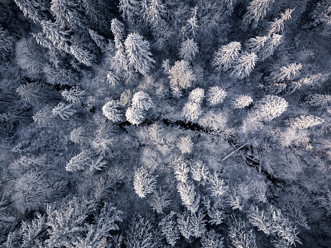 Aerial view of Forest in Winter with White Snow during Holidays in Vancouver, British Columbia, Canada