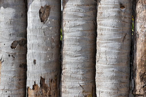 Old fence made of palm trunks. Background photo texture, close up