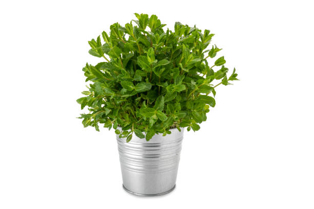 istock Mint plant in vase 1393833696