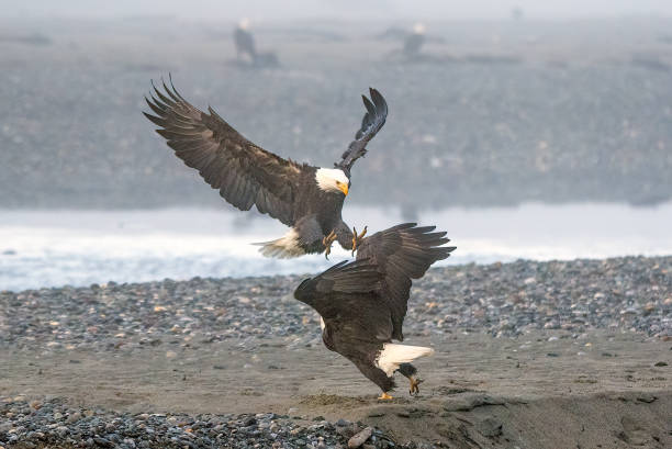 Photo of Bald Eagle flying low and landing in another eagle's space, toward camera