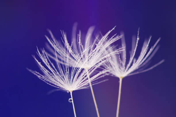 タンポポの種、マクロ写真に露の水滴。 - dandelion nature water drop ストックフォトと画像