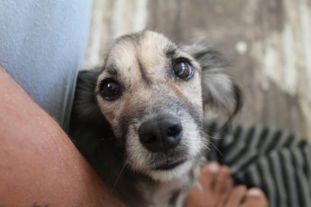 istock Look of Love Pet 1393834846