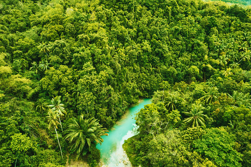 Beautiful river passing through in the jungle with coconut palms\nCambugahay Falls, Siquijor, The Philippines