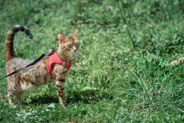 istock Bengal cat in a harness on a background of green grass 1393835125
