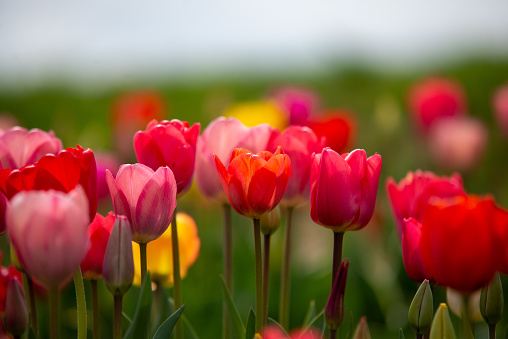 Field of many blooming pink, white, and purple tulips showing green stems. Close up and looking towards blue sky background.