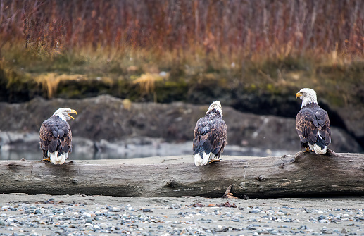 Three cold, wet Bald Eagles perched on a dead log having a chirping discussion in Eagle refuge near Haines, Alaska in western United States of America (USA).