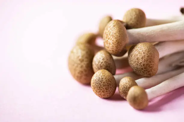 Brown shimeji or buna-shimeji mushrooms. Top view. Pink background.