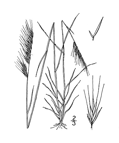 Antique botany plant illustration: Festuca Myuros, Rat's tail Fescue grass