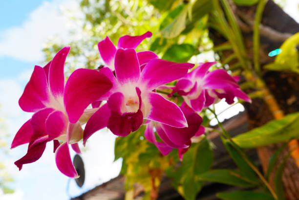 yellow orchid flower