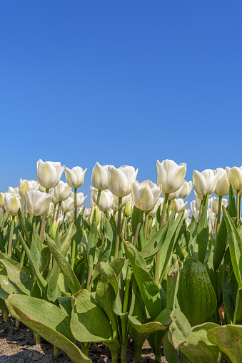White tulips and blue sky at background. Blooming tulips on a sunny day.