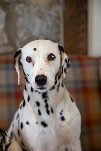 Medium shot of a dalmatian dog sitting on a sofa looking at the camera in the North east of England.