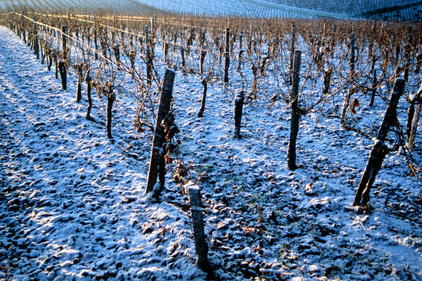 The vine under the snow and white frost