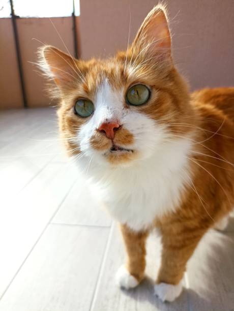 istock Cat beautiful portrait close up 1393837006